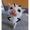 Cats 8