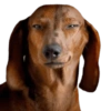 Memes de cachorros 29