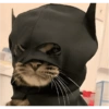 😺🎃 Gatitos para Halloween 😺🎃 8