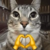 MEME DO GATO 😺 10