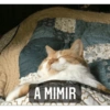 Gatitos 11