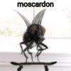 🦟Mira, una mosca 🦟 bzz 12