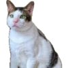 Bobby (kucing Prabowo) 12