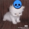 Silly cars 12