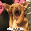 cho-azda