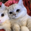 COUPLE CAT V2 5