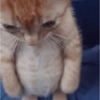 CUTE CAT 🐾 15