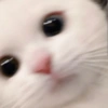 Gatito blanco 🥰 7