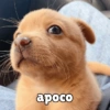Perritos pal chat 🐕 6