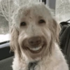 Reações cachorros  15