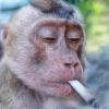 Monkey 18