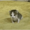 Cats 13