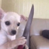 Reações cachorros  5