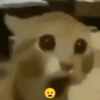 Meme kucing 11