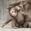 Monkey 10