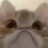 Kucing lucu 15
