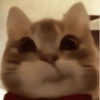 CUTE CAT 🐾 10