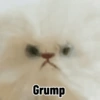 Random Stuffed Animals 🧸 11