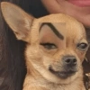 Perritos pal chat 🐕 8
