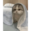 CAT CUTE EDIT😆 13