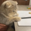 🌈🐈‍⬛✨️Gatos Funny Mood✨️🐈‍⬛🌈 18