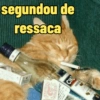 Gatinhos caóticos e fofos 2 5