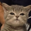 🌈🐈‍⬛✨️Gatos Funny Mood✨️🐈‍⬛🌈 17