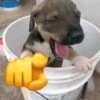 Reações cachorros  9