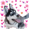 AMOR DE ANIMALITOS 14