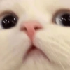 Gatito blanco 🥰 9
