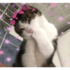 Gatinhos apaixonados 😻 12