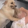Cat & dog 2# 11