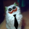 Gatitos de hallowen🎃 8