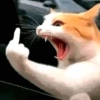 Gatitos apocalípticos 🙀 12
