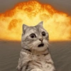 Kucing lucu 30