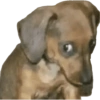 Komik köpek fotoğrafları  16