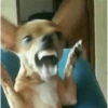 Reações cachorros  6