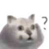 KUCING MEME 6