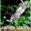Más gatos tonotos 6