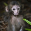 Monkey 12