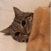 Cat & dog 2# 24