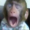 Monkey 10