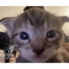 KUCING MEME 21
