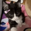 Gatitos 💕 12