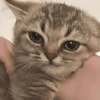 MICHIS 🥰🐱 17