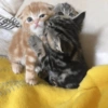 COUPLE CAT V2 9