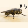 🦟Mira, una mosca 🦟 bzz 18