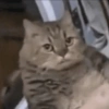 Gatitos 😍 7