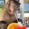 Monkey 24
