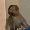 Macaquinho Mood 🙈🙉🙊 13